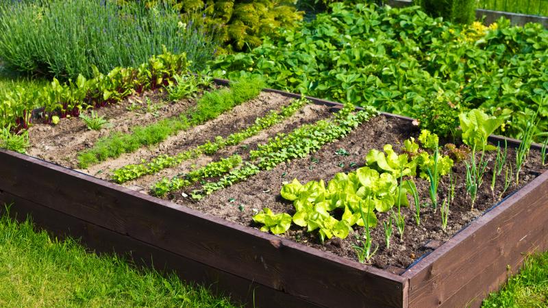 raised garden bed